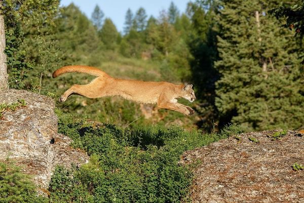 Mountain lion jumping across rocks-Puma concolor-Captive